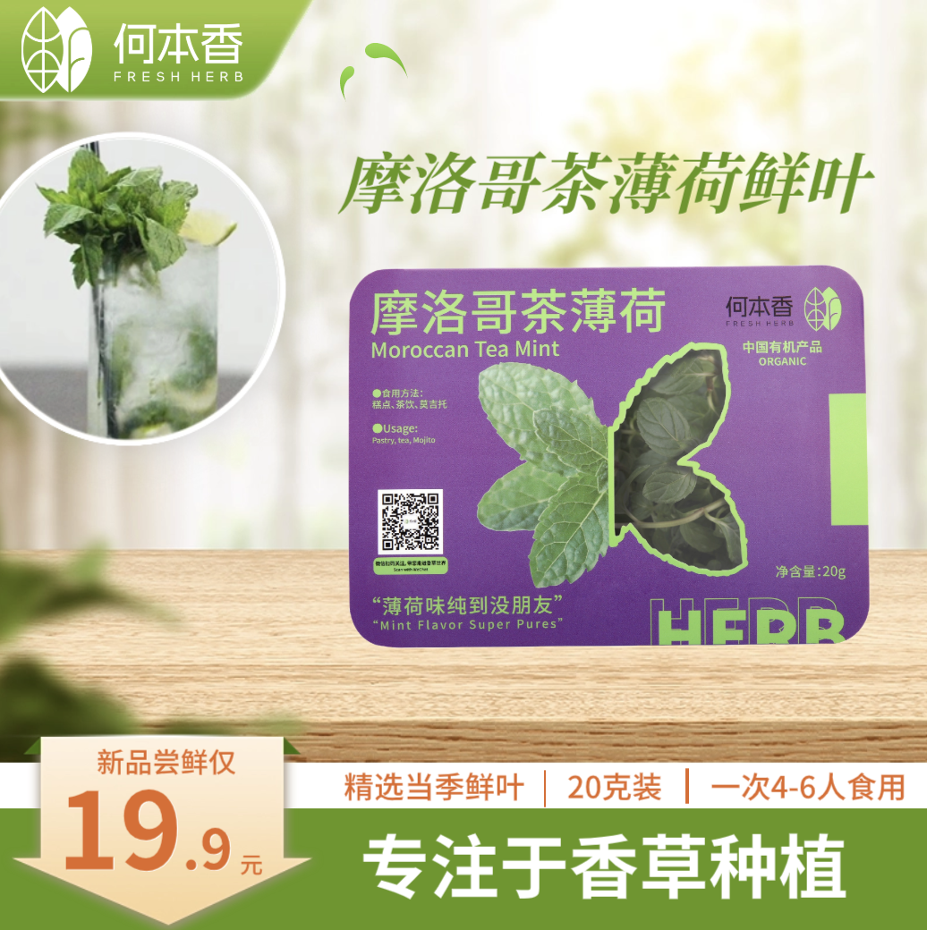 食用摩洛哥茶薄荷鲜叶